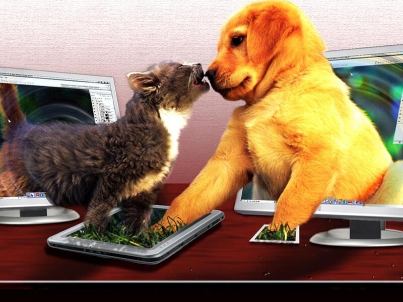 Kitten and Puppy on Desk