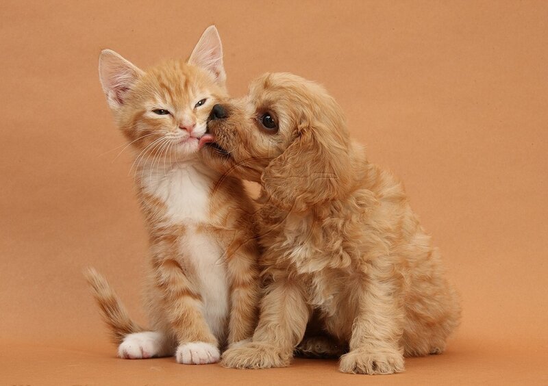 Kitten and Puppy — Orange, Playful