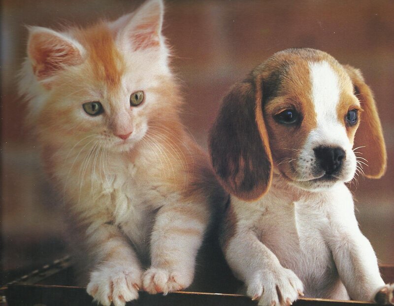 Kitten and Puppy — Orange