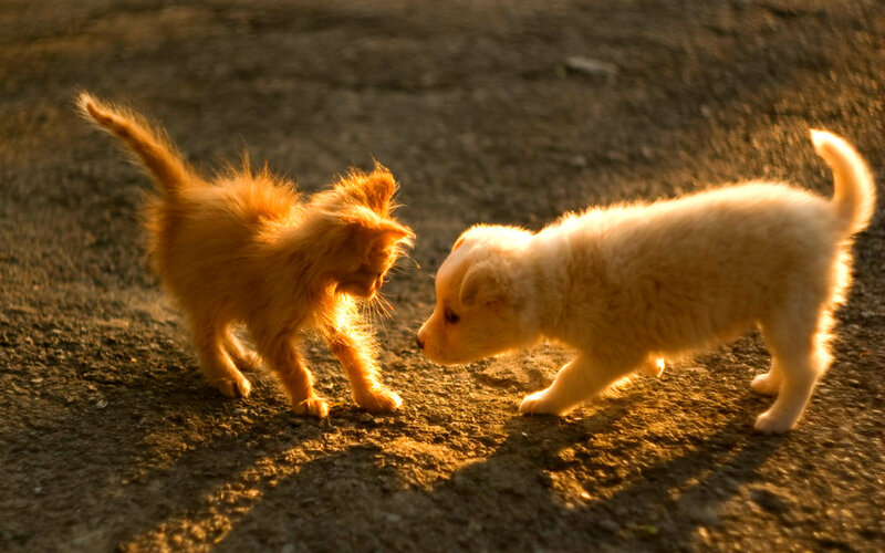Kitten and Puppy — Orange, Warm