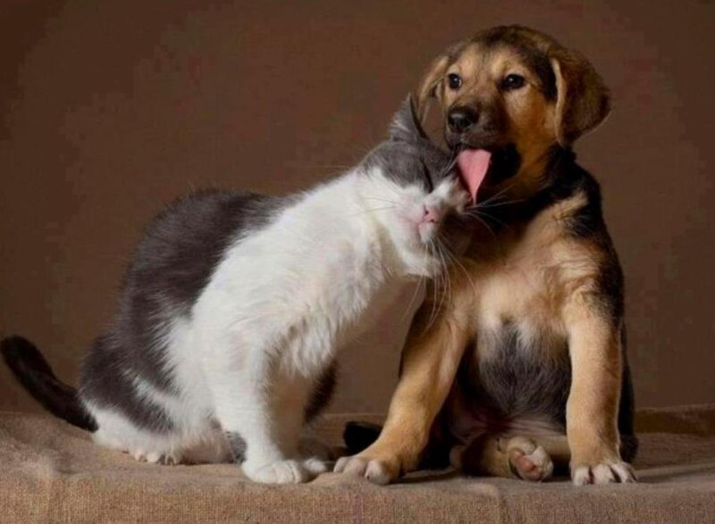 Kitten and Puppy Playing — Brown
