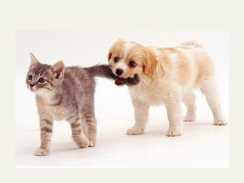 Kitten and Puppy Playing — White