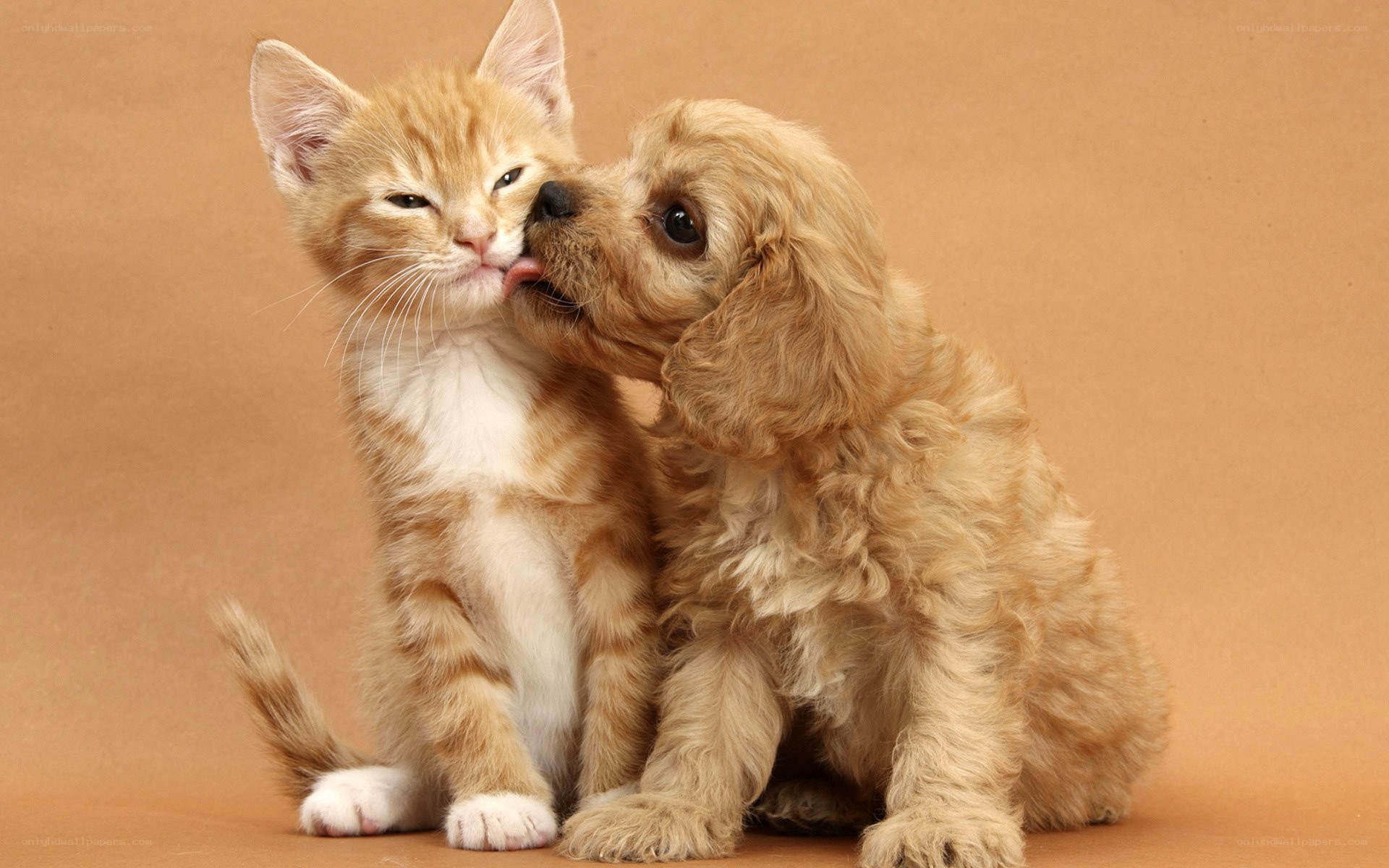 kitten and puppy playing