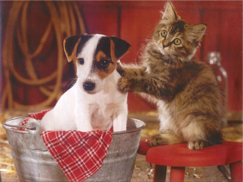 Kitten and Puppy — Red, Calm