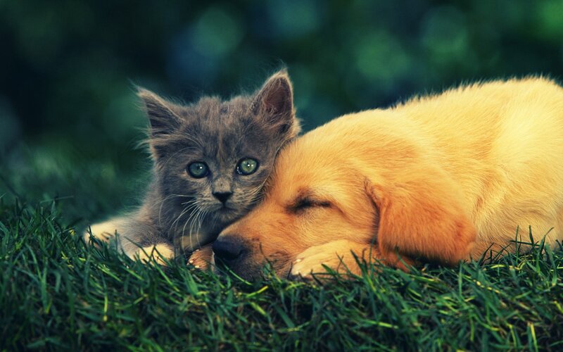 kitten and puppy resting together
