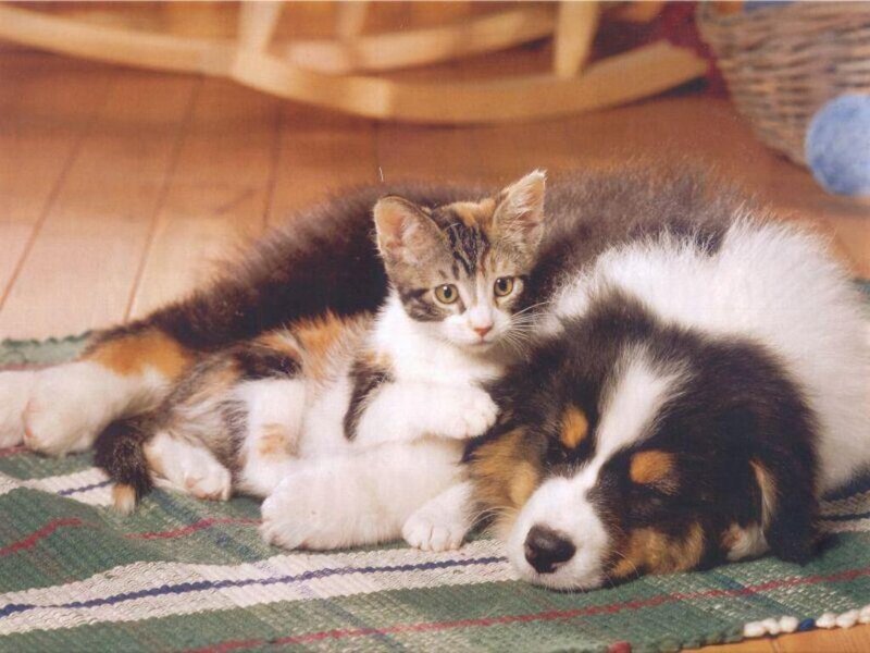 Kitten and puppy resting together