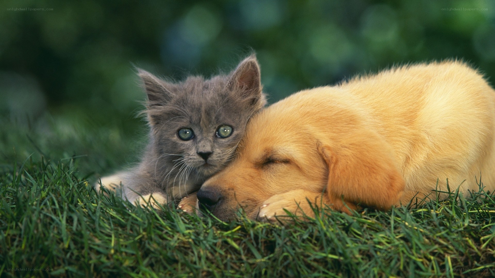 kitten and puppy resting together