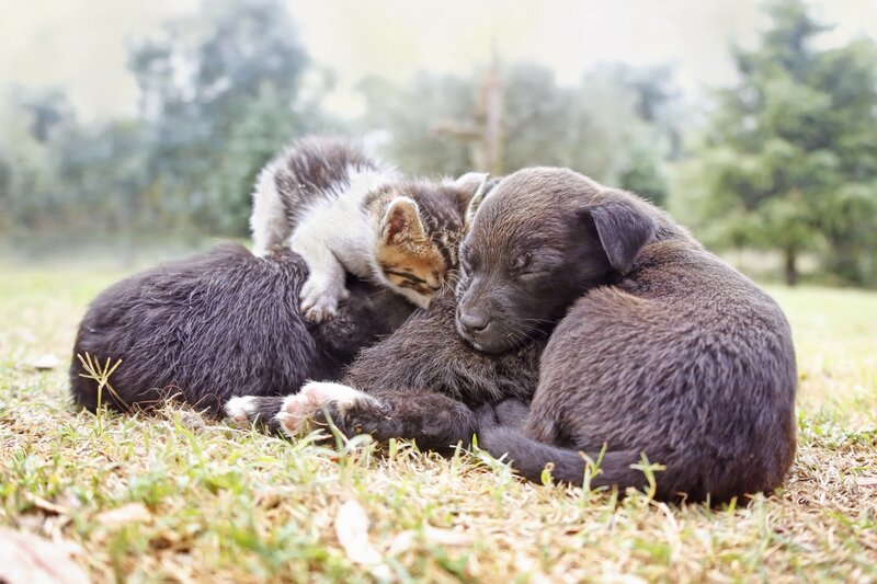 Kitten and Puppy Sleeping — Brown, Peaceful
