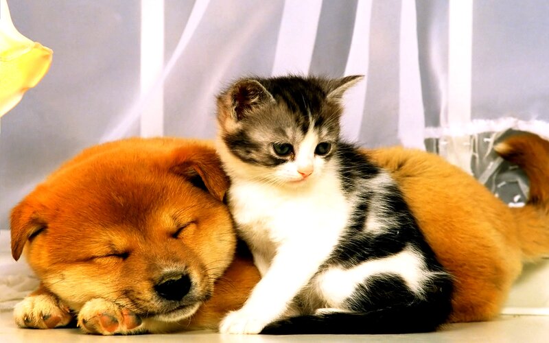 Kitten and Puppy Sleeping — Brown