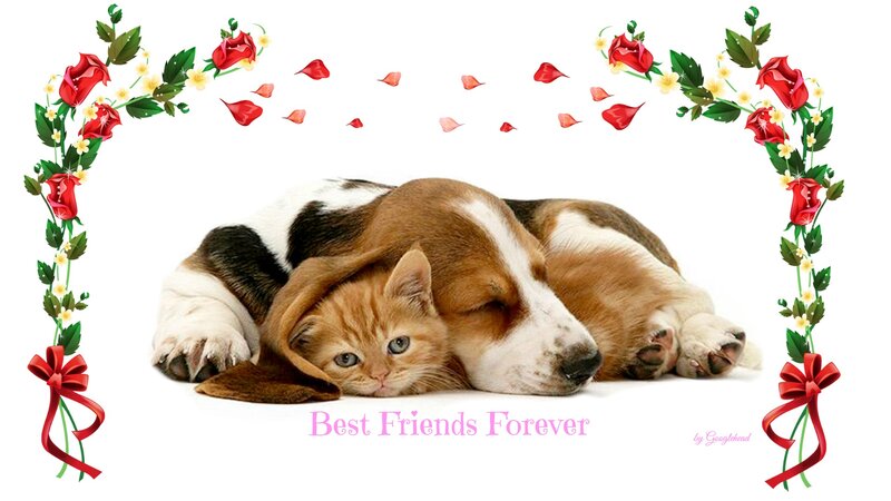 Kitten and Puppy Sleeping — Red, Peaceful, Illustration