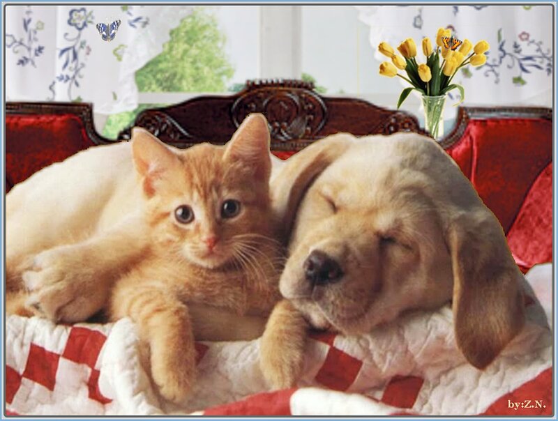 Kitten and Puppy Sleeping — Red, Peaceful, Morning