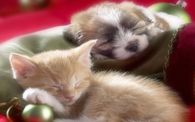Kitten and Puppy Sleeping — Red, Peaceful