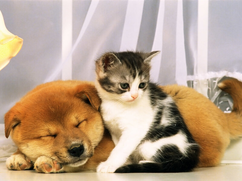 Kitten and Puppy Sleeping