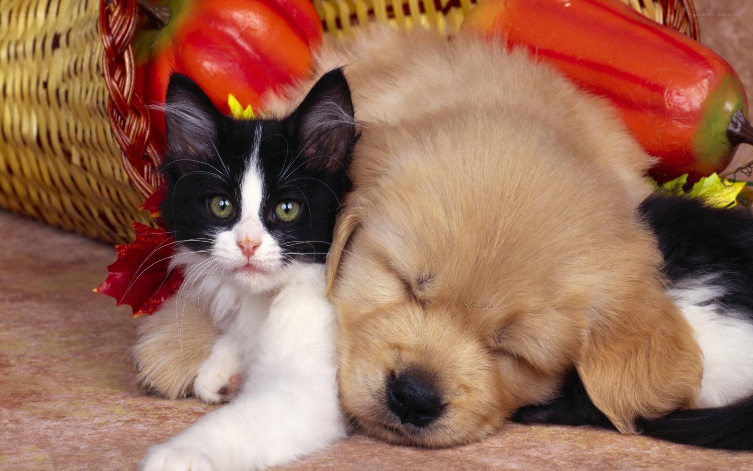 kitten and puppy sleeping together