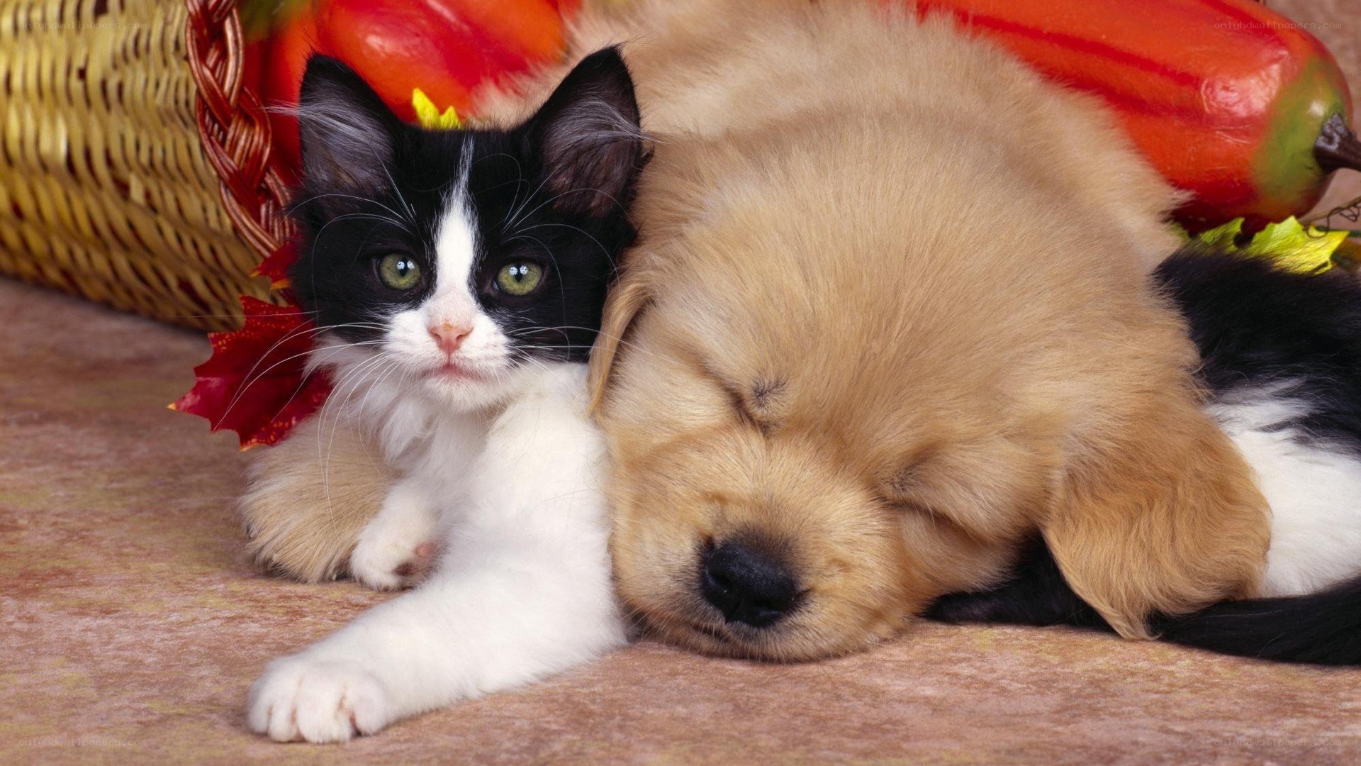 kitten and puppy sleeping together