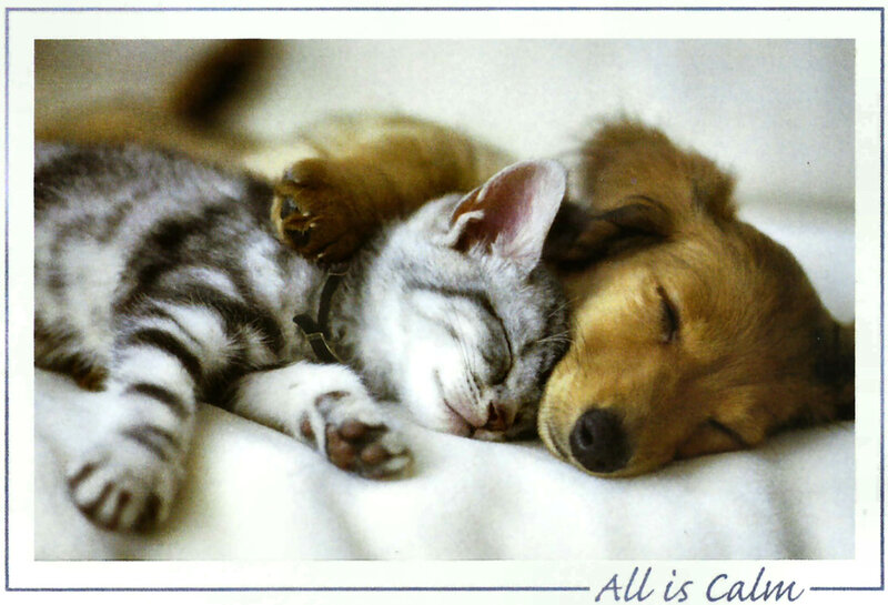 Kitten and Puppy Sleeping — White, Calm