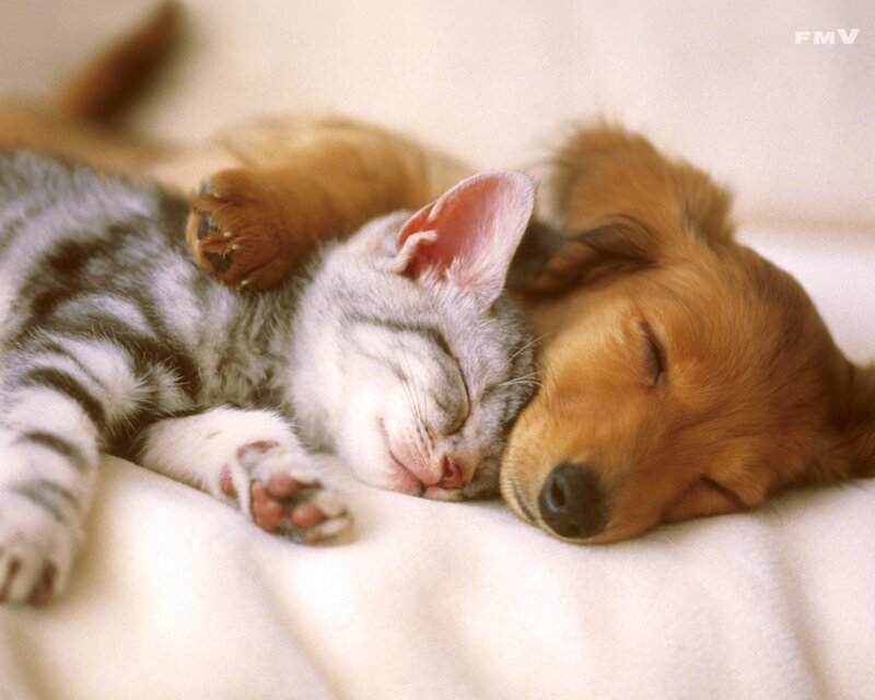 Kitten and Puppy Sleeping — White, Peaceful, Photograph, Cat, Dog