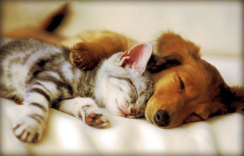 Kitten and Puppy Sleeping — White, Peaceful, Photograph