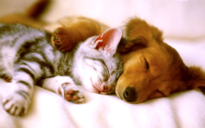 Kitten and Puppy Sleeping — White, Peaceful