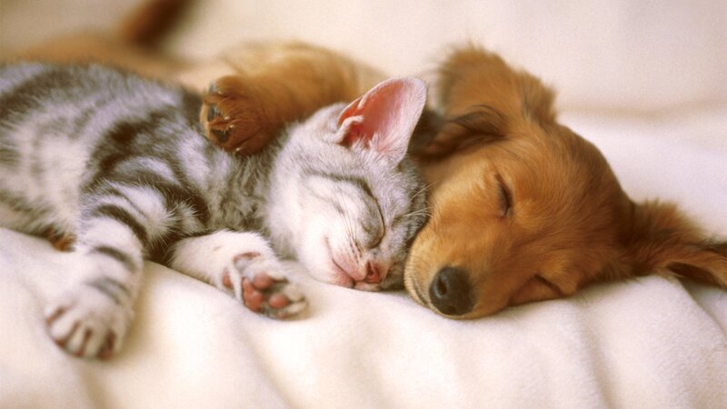 Kitten and Puppy Sleeping — White