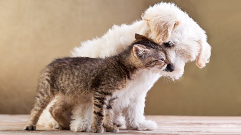 Kitten and Puppy Snuggling