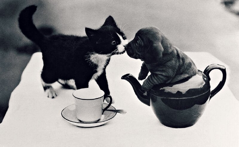 Kitten and Puppy Tea Party — Black