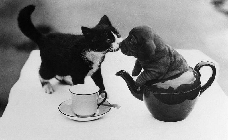 Kitten and Puppy Tea Party