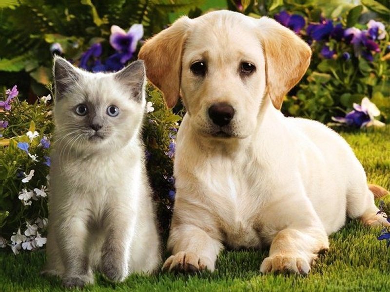Kitten and Puppy