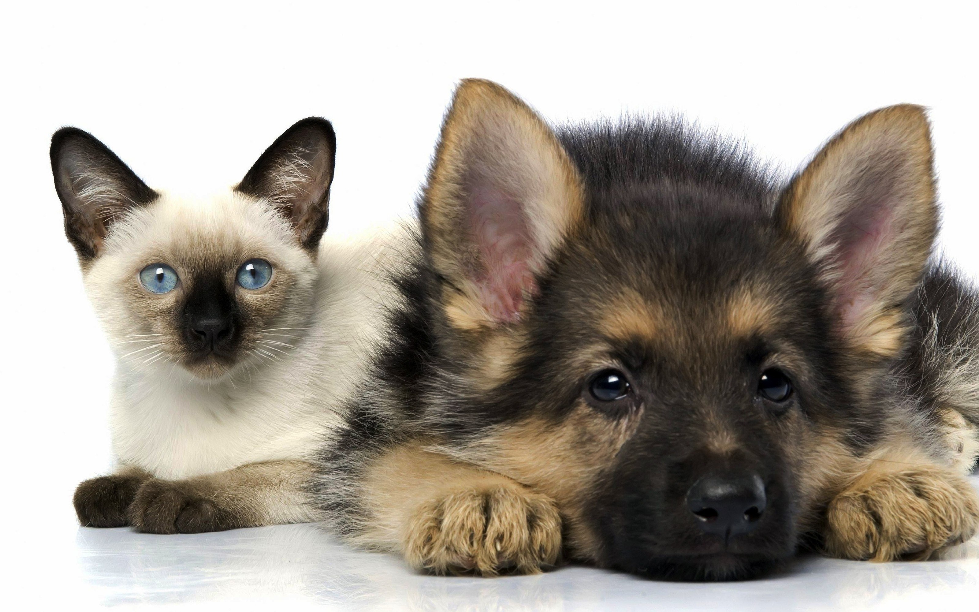 kitten and puppy together