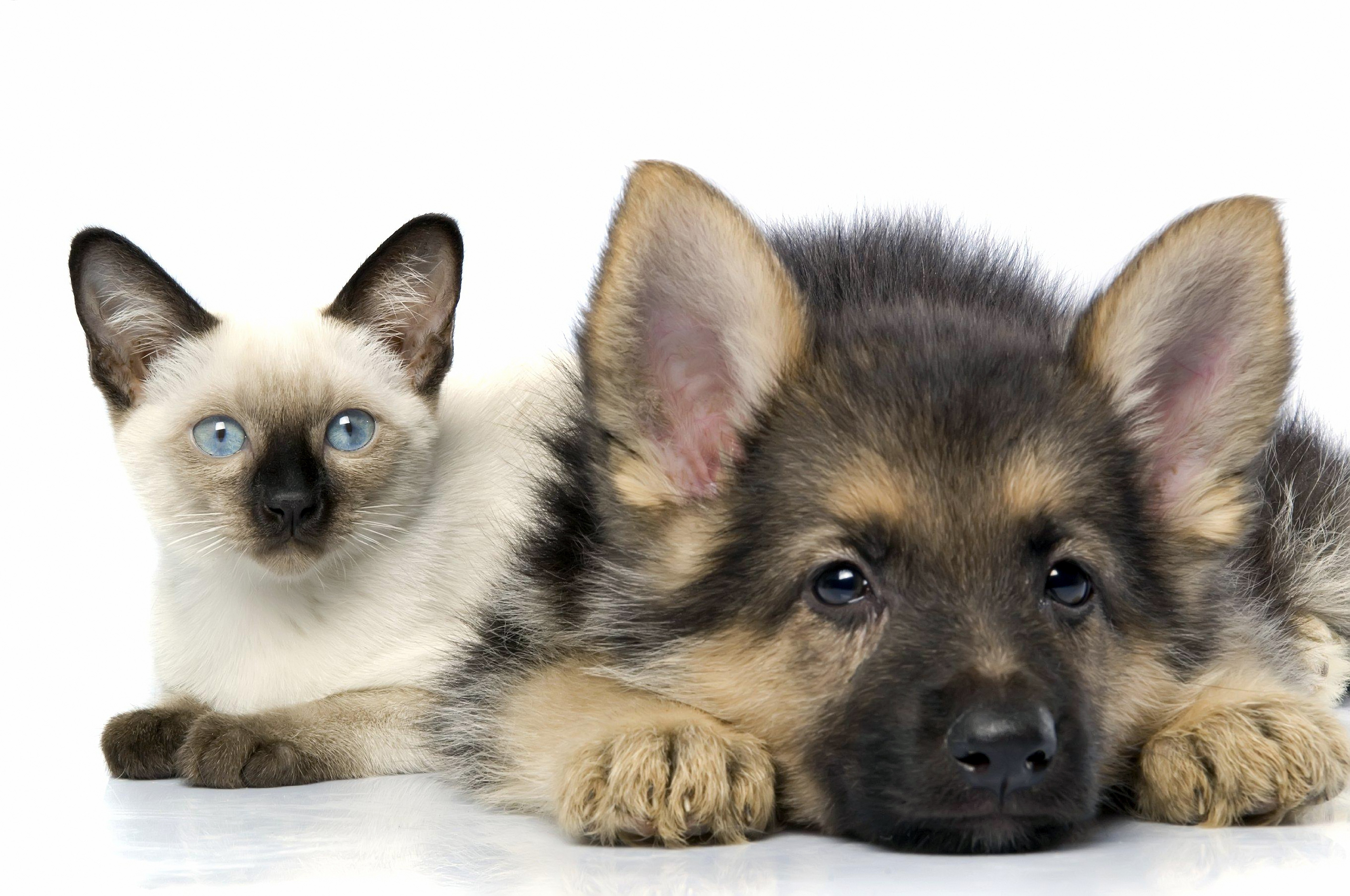 kitten and puppy together