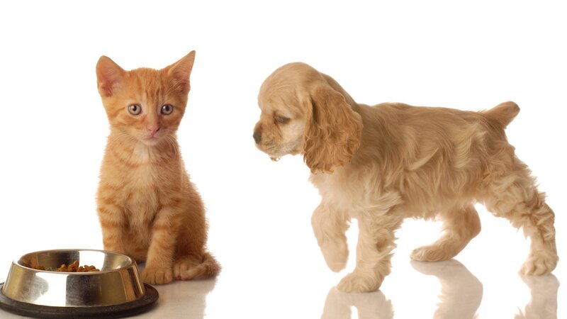 kitten and puppy together