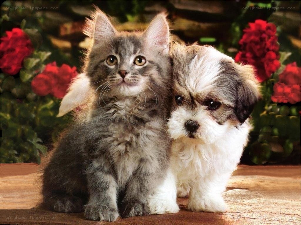 kitten and puppy together