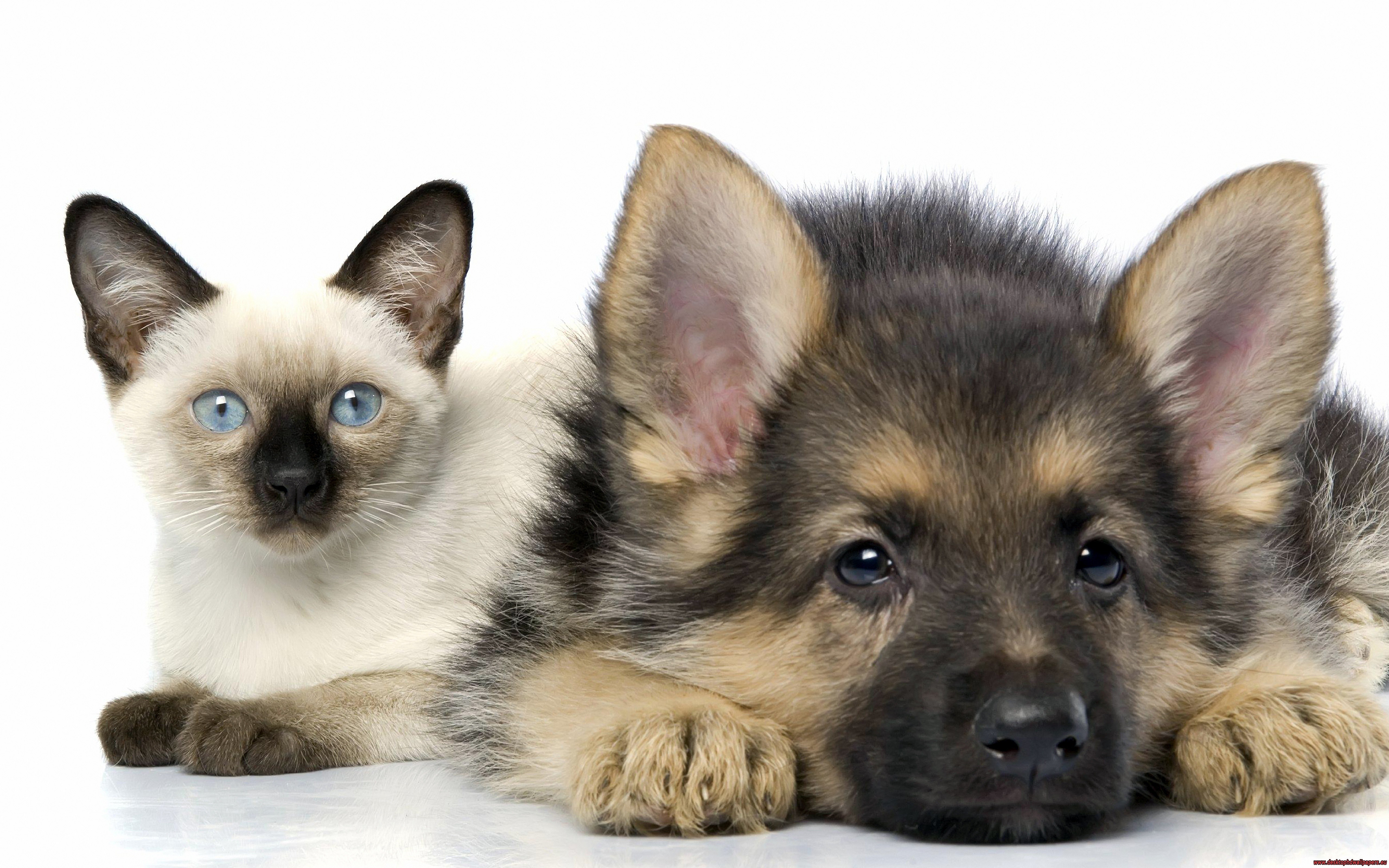 kitten and puppy together