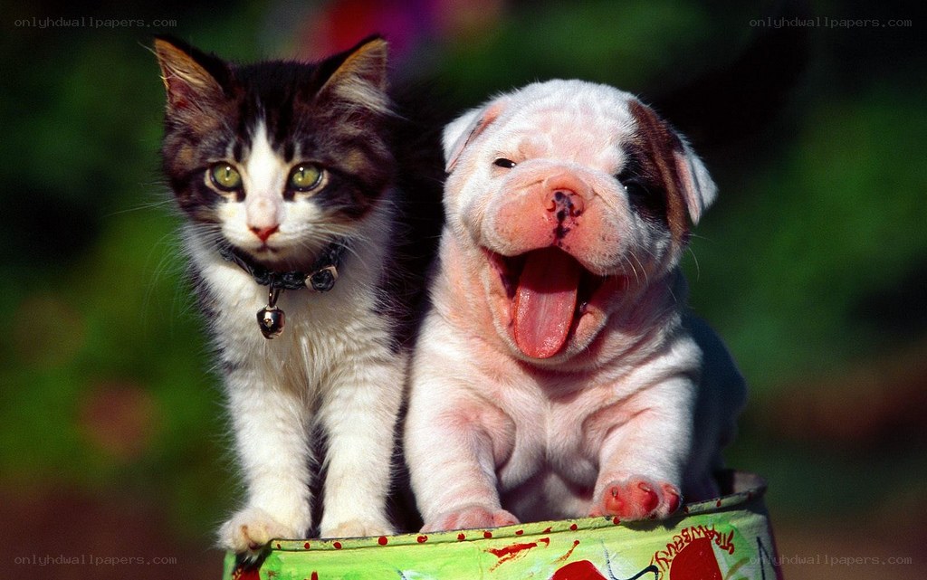 kitten and puppy together