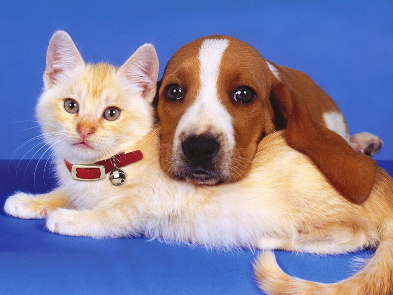 Kitten and Puppy Together — Blue