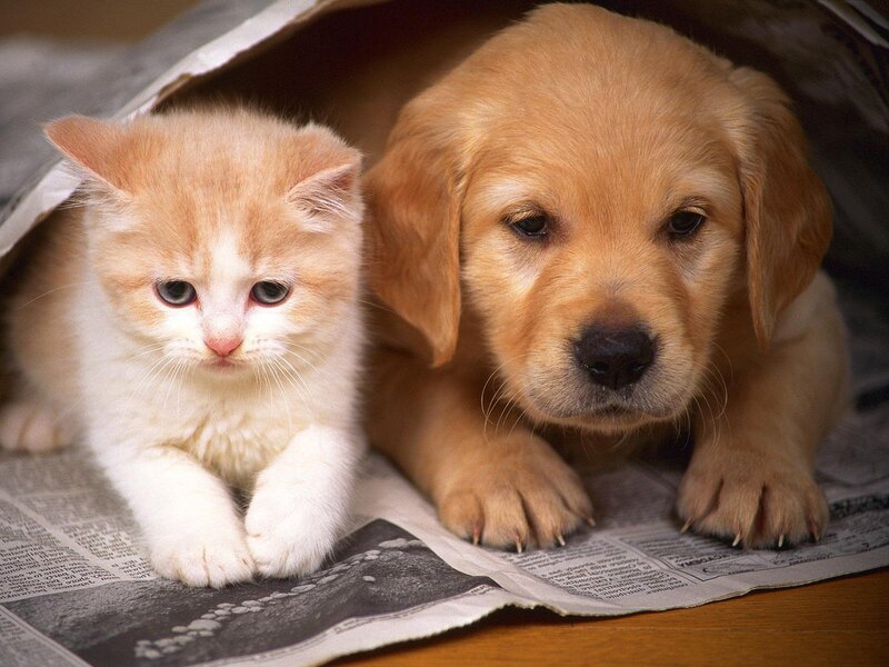 Kitten and Puppy Together — Brown, Calm