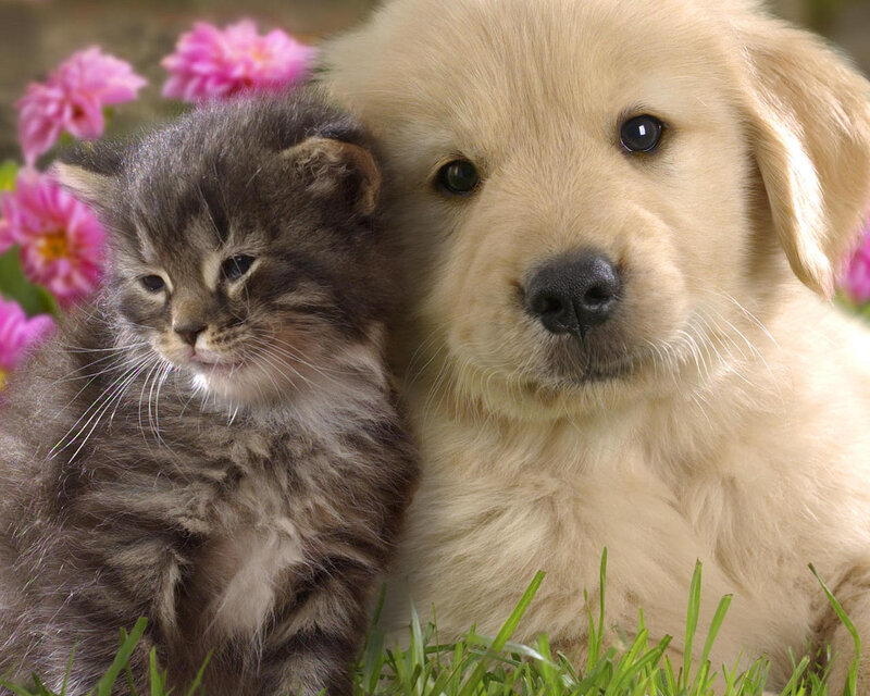 Kitten and Puppy Together — Brown
