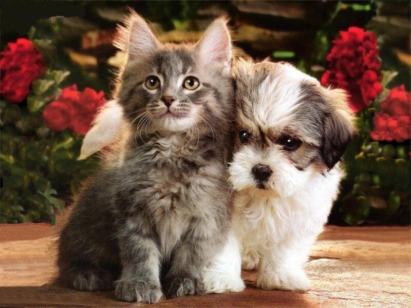 Kitten and Puppy Together — Gray