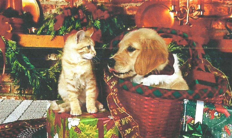 Kitten and Puppy Together — Green, Festive