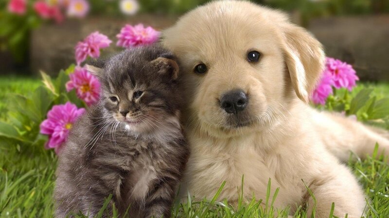 Kitten and Puppy Together — Green, Peaceful, Spring, Photograph, Grass