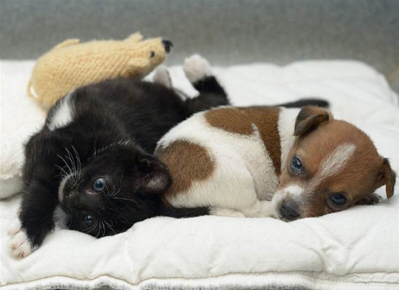 Kitten and Puppy Together — White, Calm