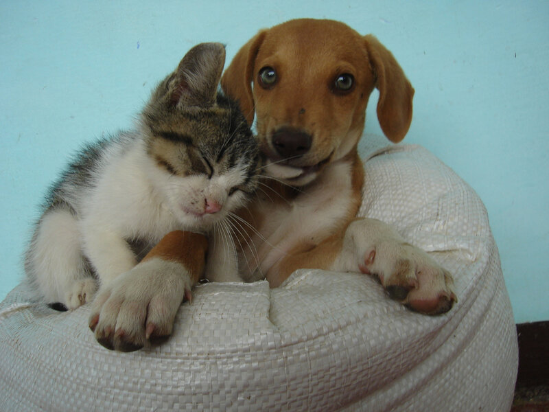 Kitten and Puppy Together — White