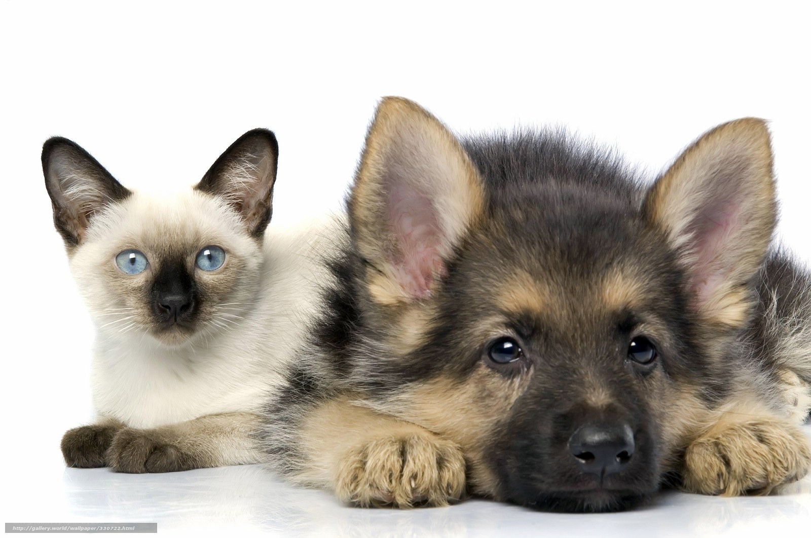 kitten and puppy together