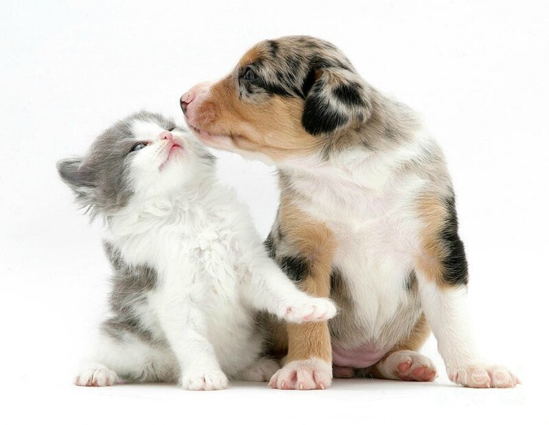 Kitten and Puppy — White, Calm, Photograph