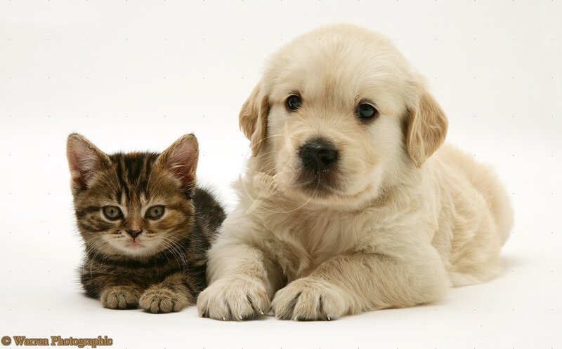 Kitten and Puppy — White, Calm