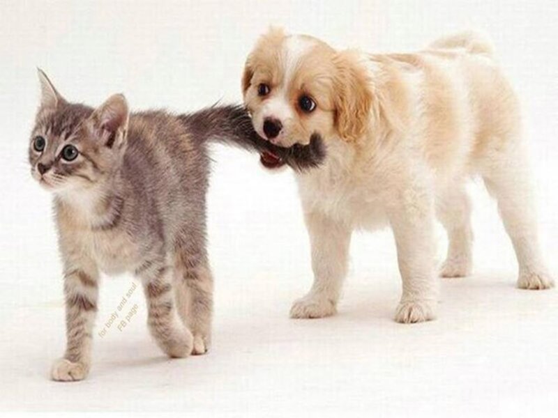 Kitten and Puppy — White, Playful