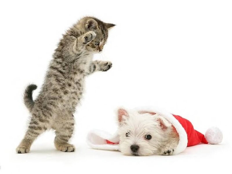 Kitten and Puppy — White