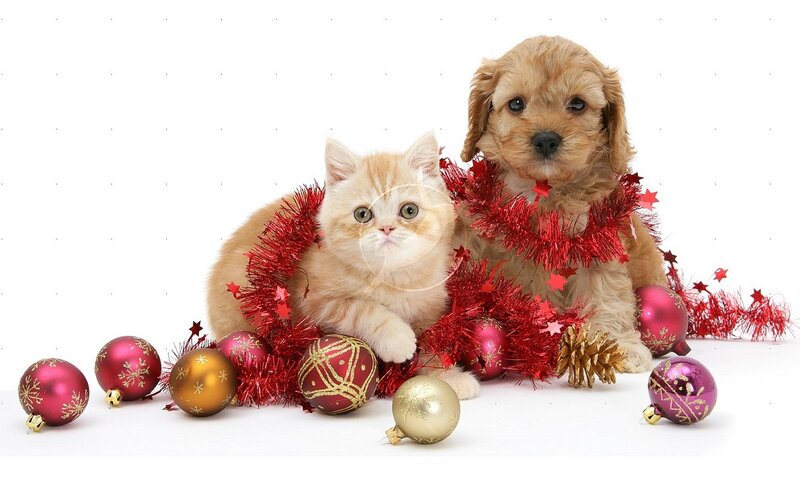Kitten and Puppy with Ornaments — Red