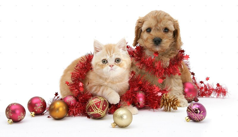 Kitten and Puppy with Ornaments