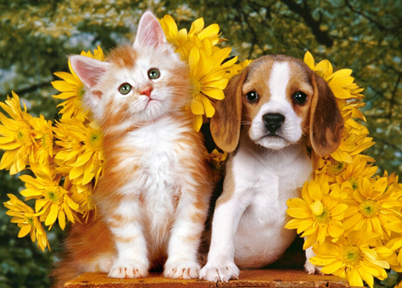 Kitten and Puppy — Yellow, Calm
